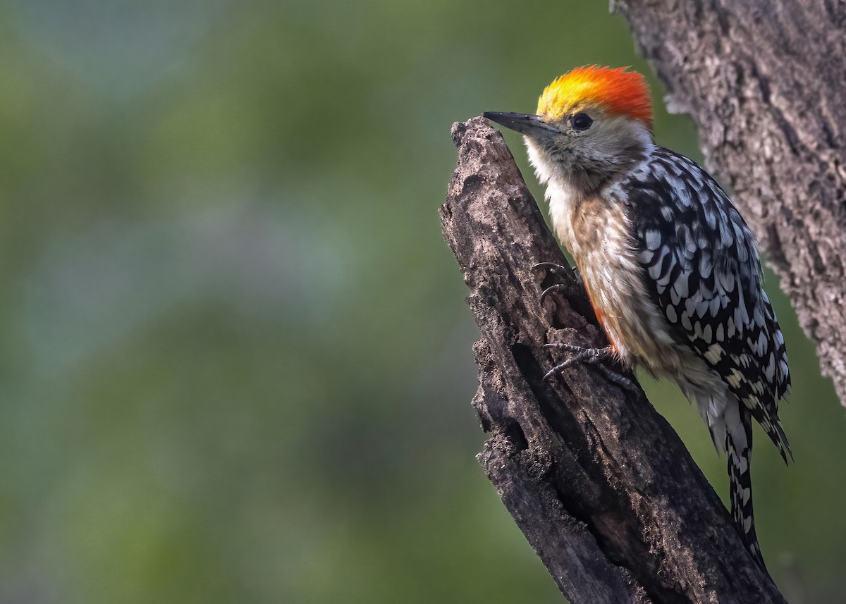 Yellow-crowned Woodpecker - ML548236161