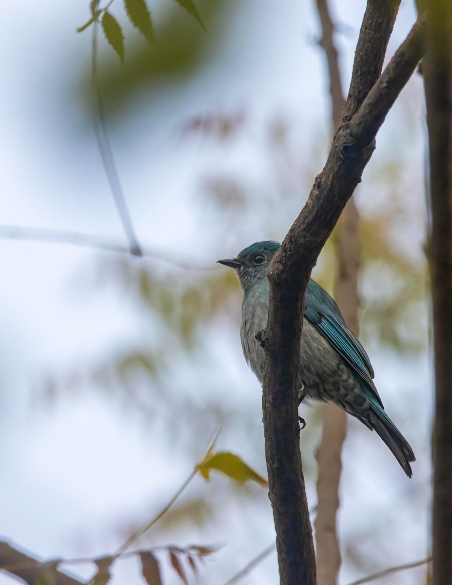 Verditer Flycatcher - ML548236181