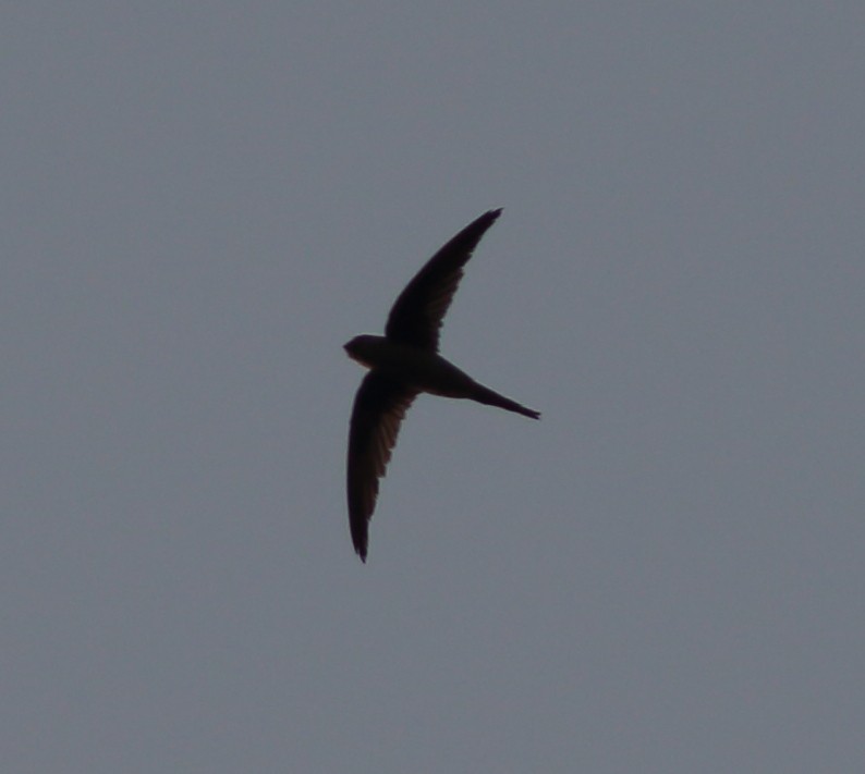 Asian Palm Swift - Able Lawrence