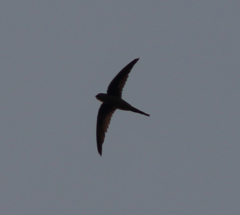 Asian Palm Swift - ML54823621