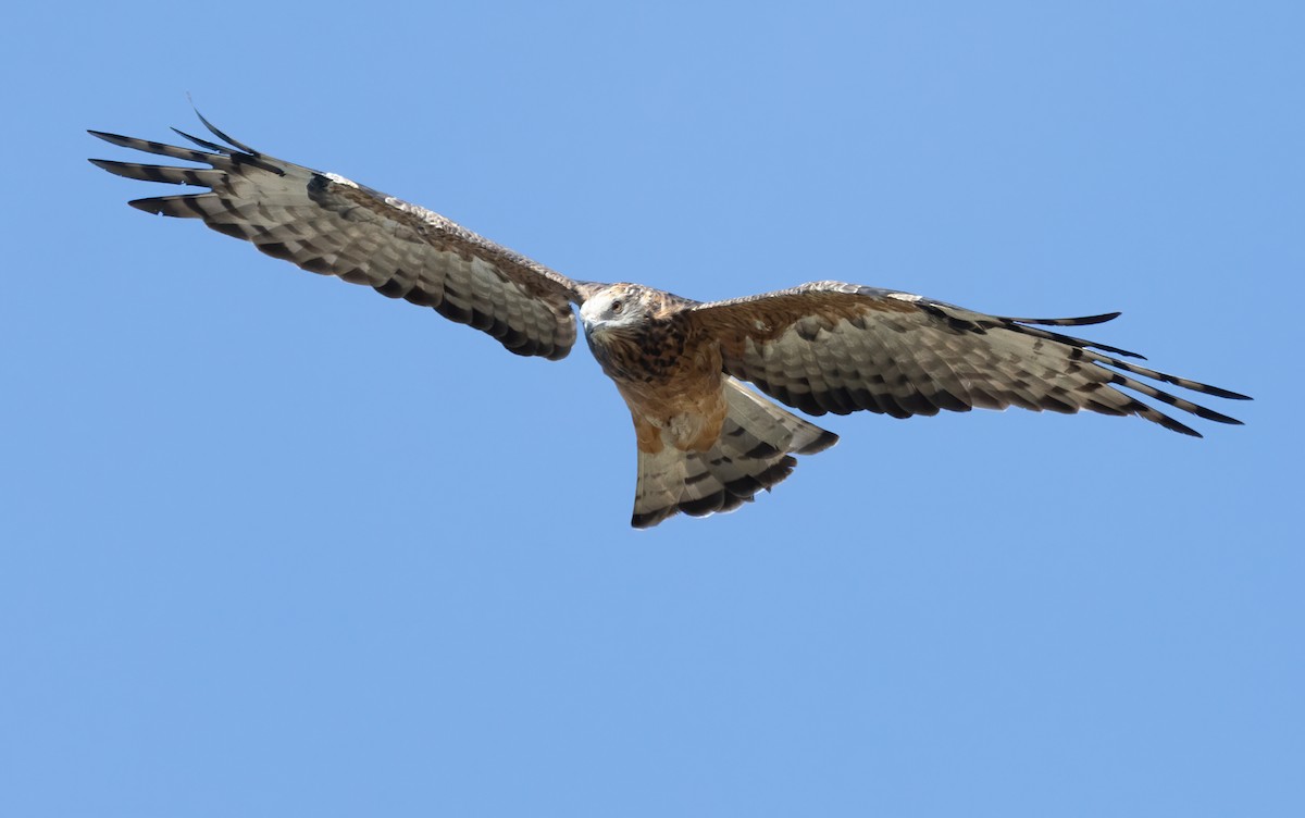 Square-tailed Kite - David Ongley