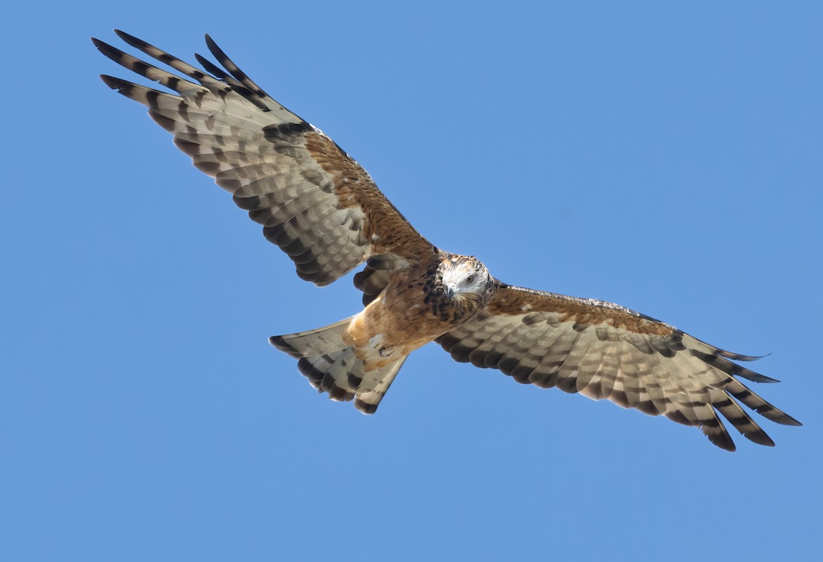 Square-tailed Kite - David Ongley