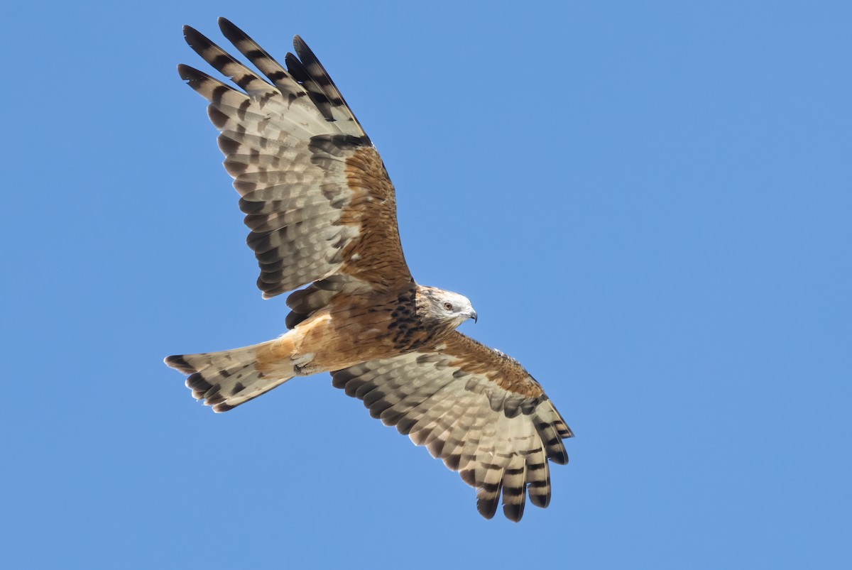 Square-tailed Kite - ML548236701