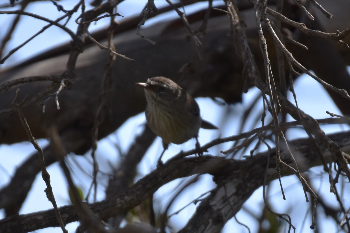 Spotted Scrubwren - ML548236811