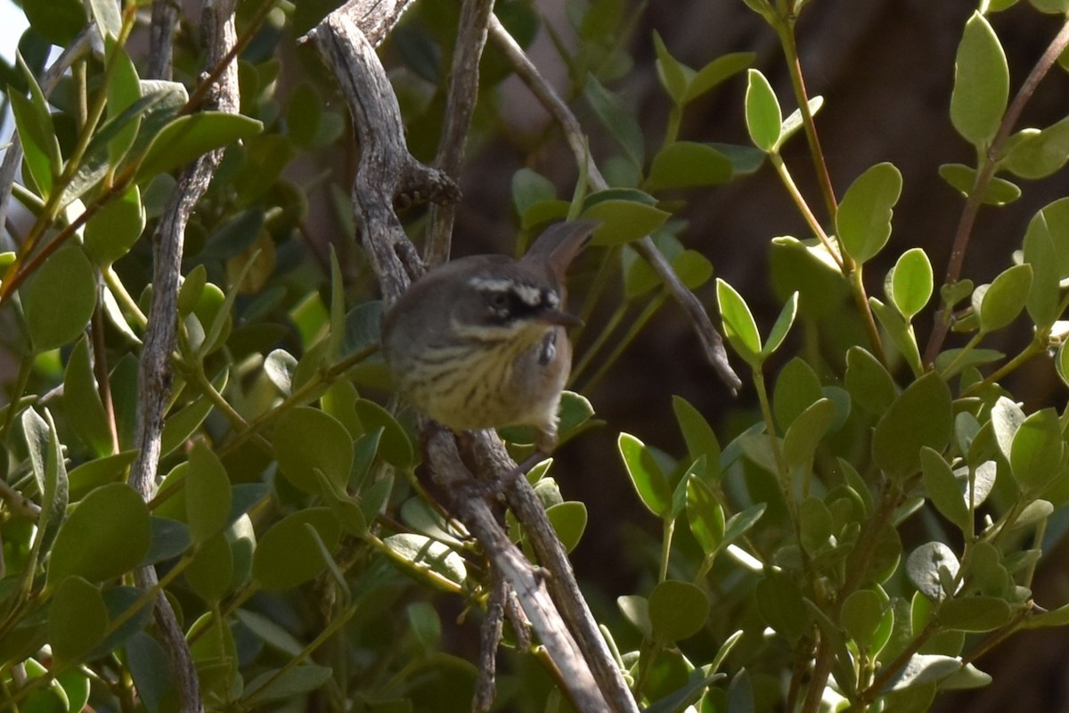 Spotted Scrubwren - ML548236821