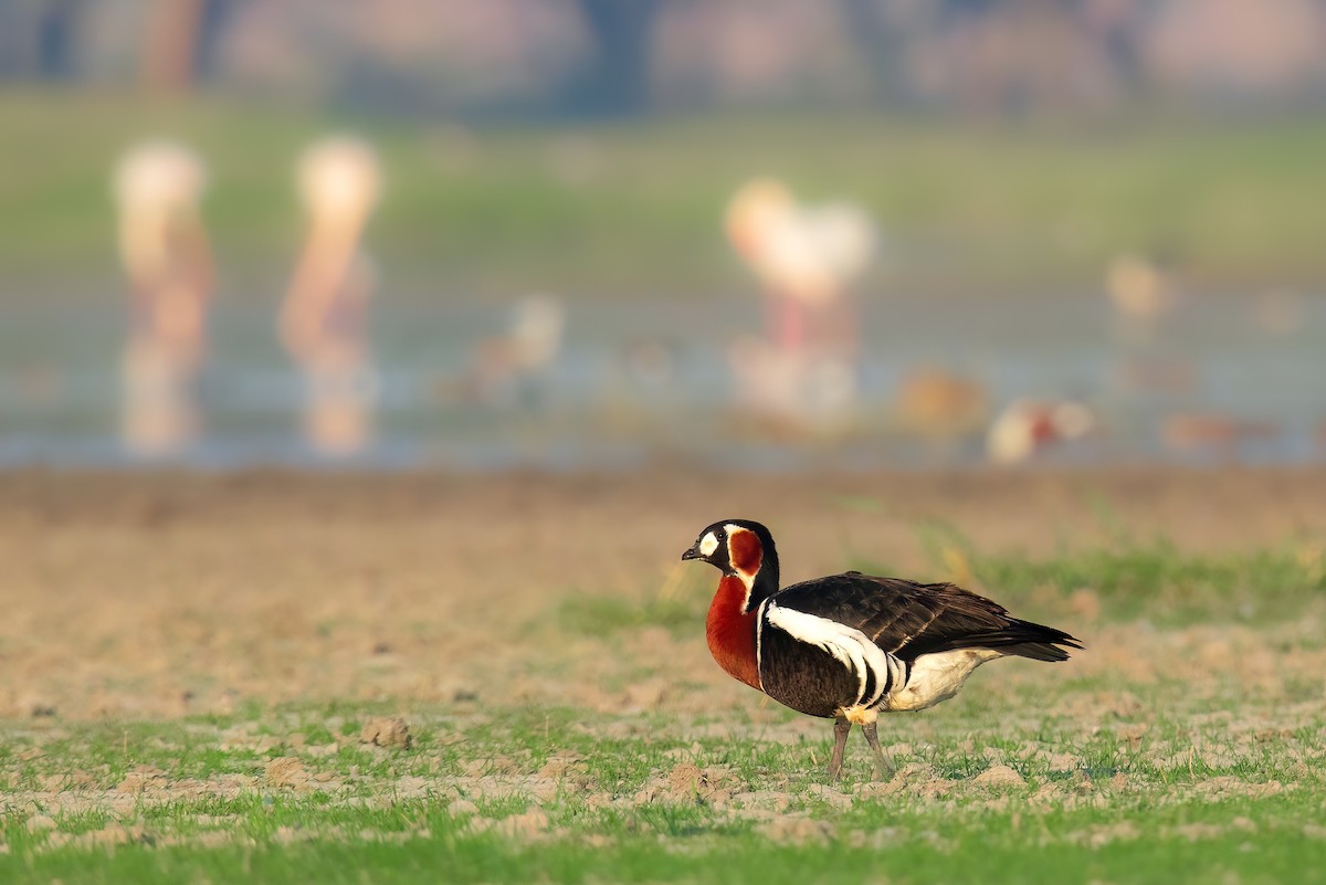 Red-breasted Goose - Jaitra Khambhati