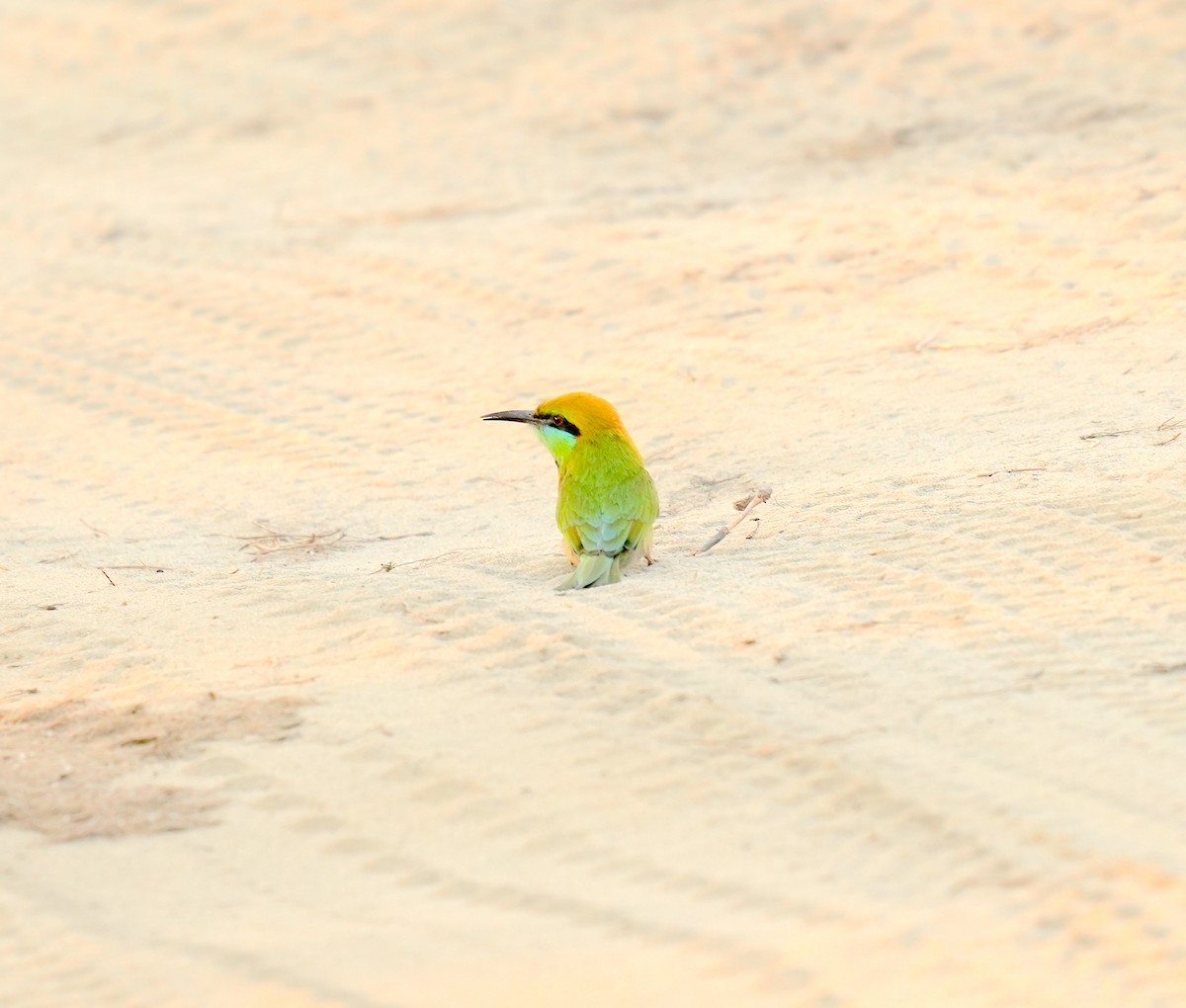 Chestnut-headed Bee-eater - AJAY ARNOLD