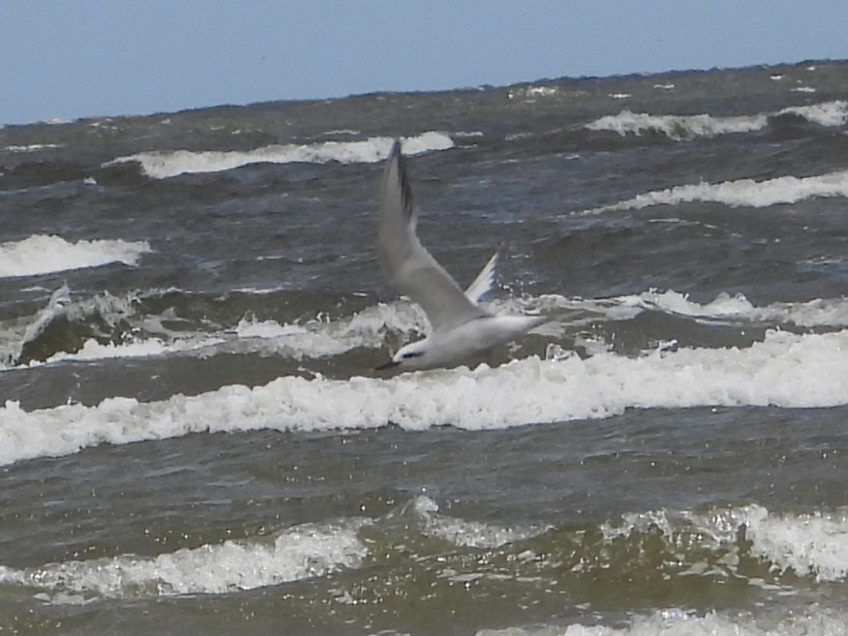 Snowy-crowned Tern - ML548239571