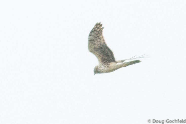 Northern Harrier - Doug Gochfeld