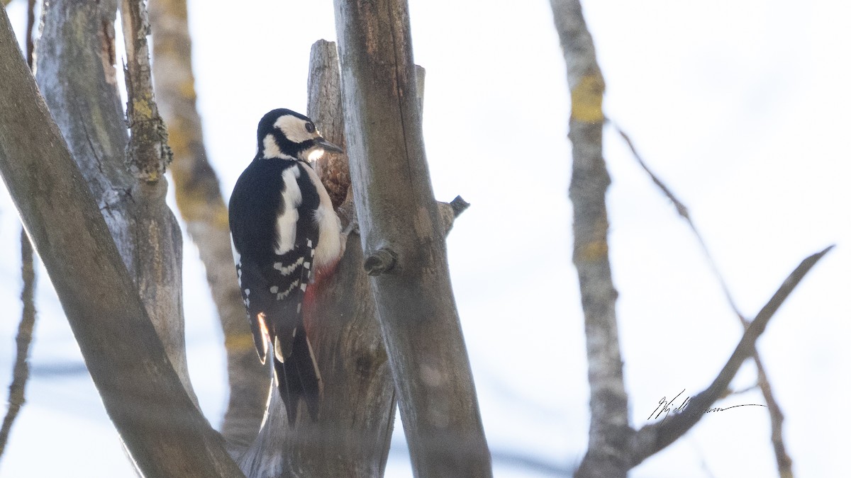 Great Spotted Woodpecker - ML548240701