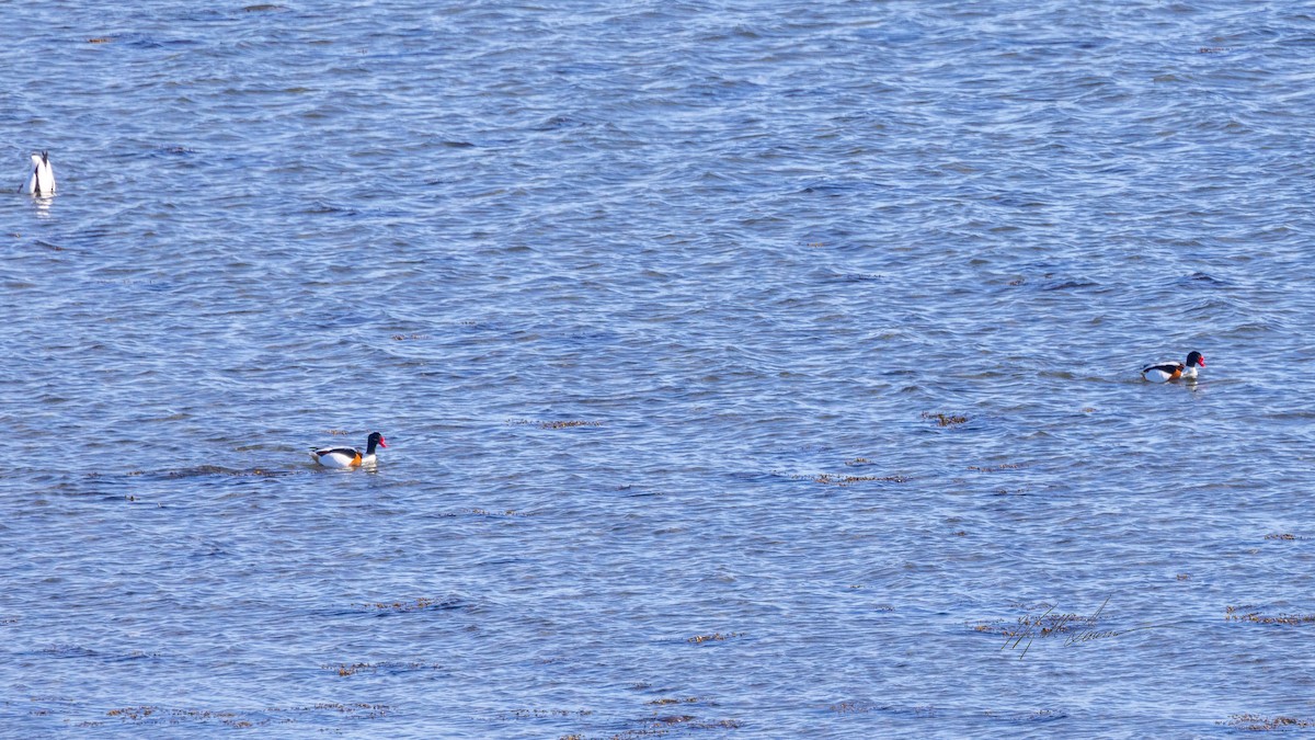 Common Shelduck - ML548240711