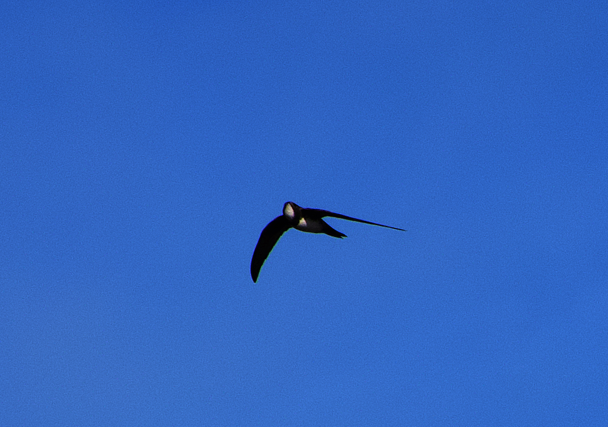 Alpine Swift - Phil Hyde