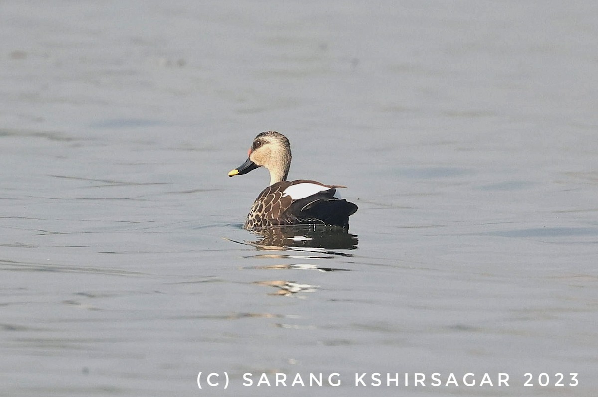 Indian Spot-billed Duck - Sarang Kshirsagar