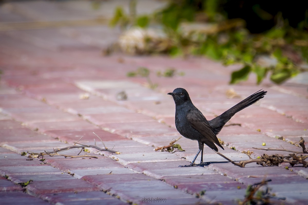 Black Scrub-Robin - ML548242291