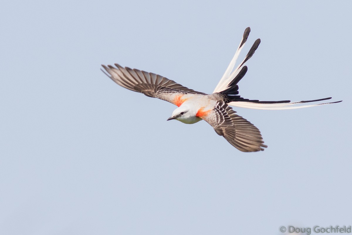Scissor-tailed Flycatcher - ML54824271