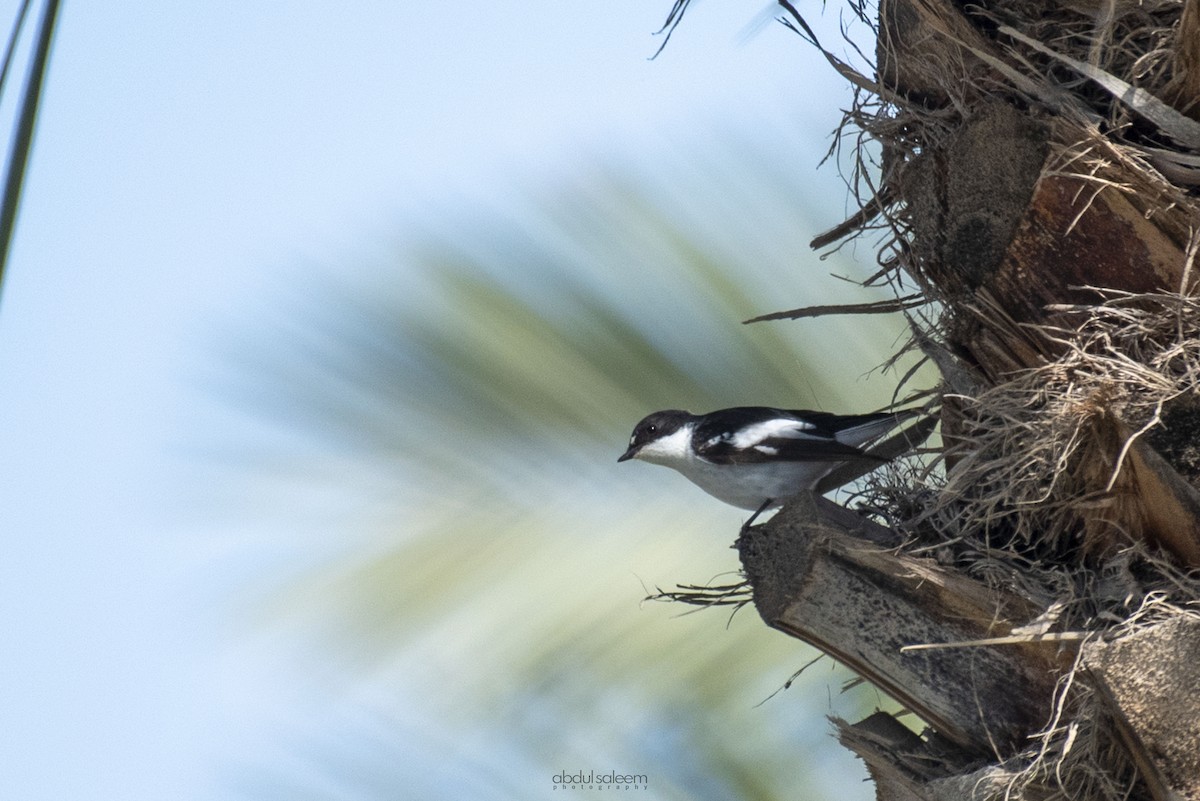 Semicollared Flycatcher - ML548242821
