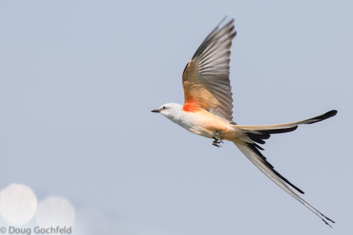 Scissor-tailed Flycatcher - ML54824291