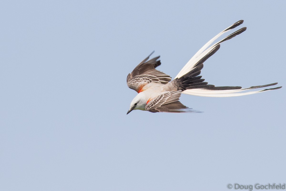 Scissor-tailed Flycatcher - ML54824311