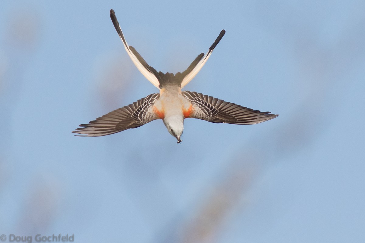 Scissor-tailed Flycatcher - ML54824331
