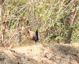 Gray Junglefowl - ML548243311