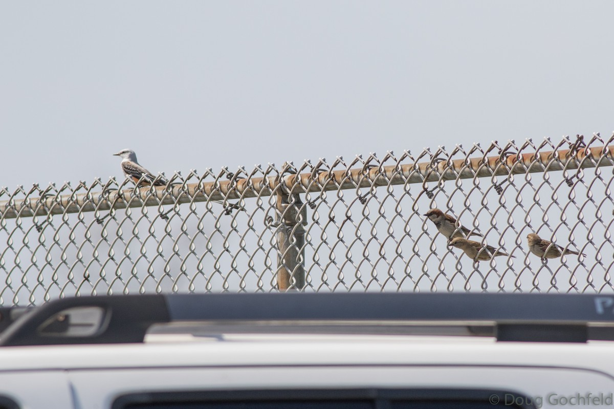 Scissor-tailed Flycatcher - ML54824341