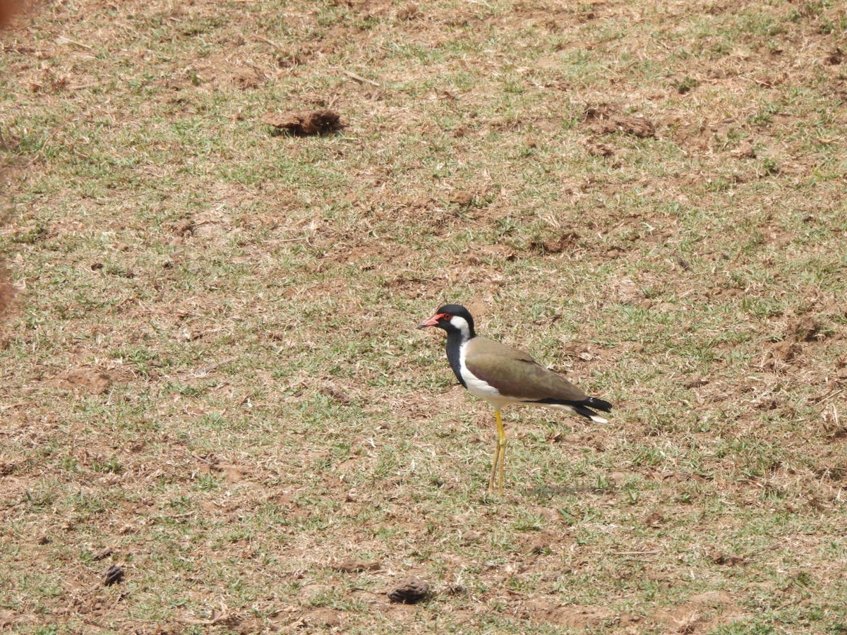 Red-wattled Lapwing - ML548243481