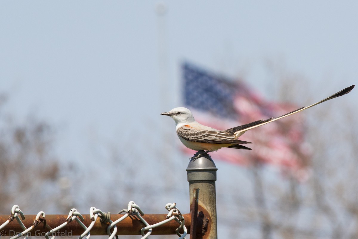 Scissor-tailed Flycatcher - ML54824421