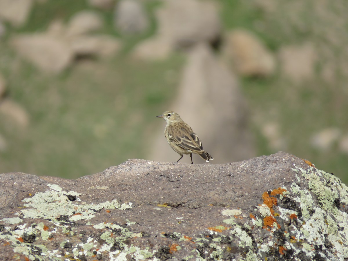 Water Pipit - ML548245461
