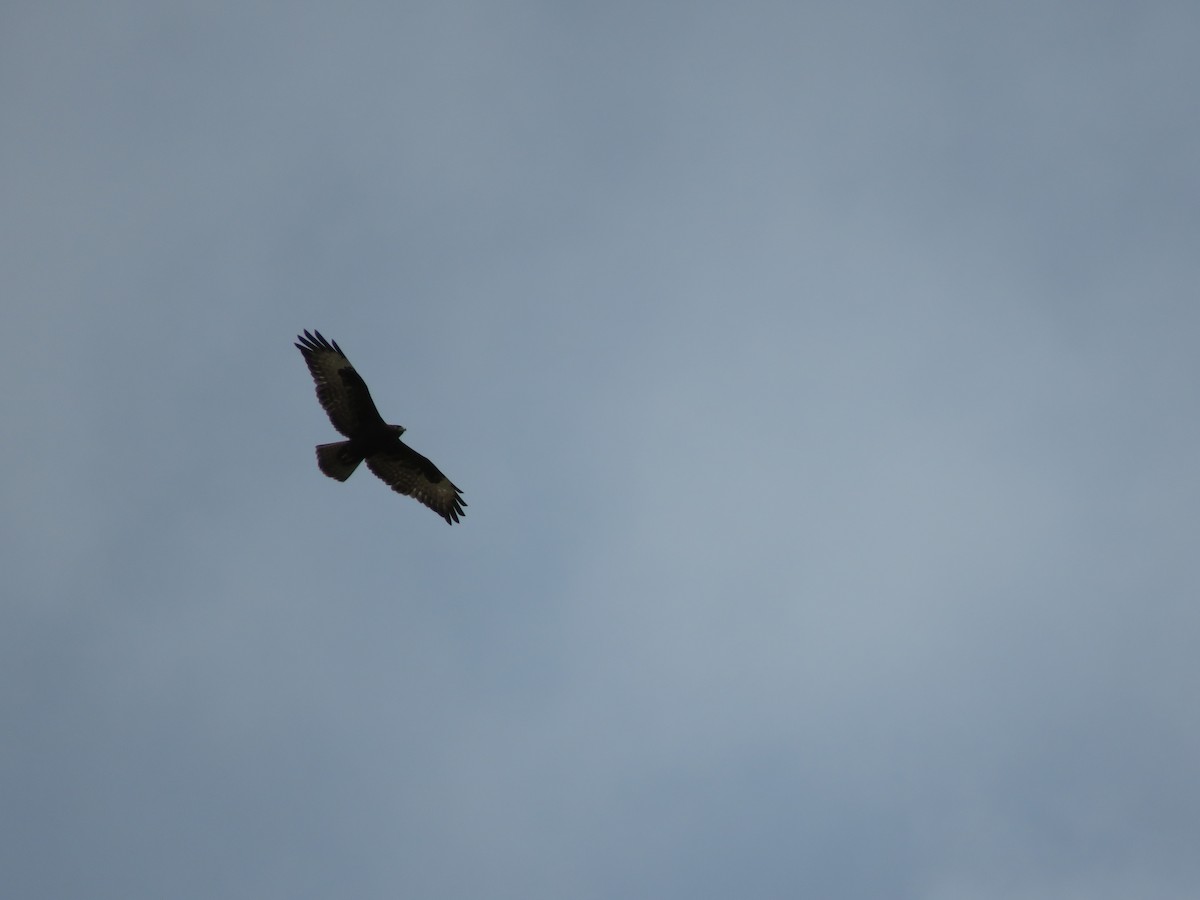 Long-legged Buzzard - ML548245481