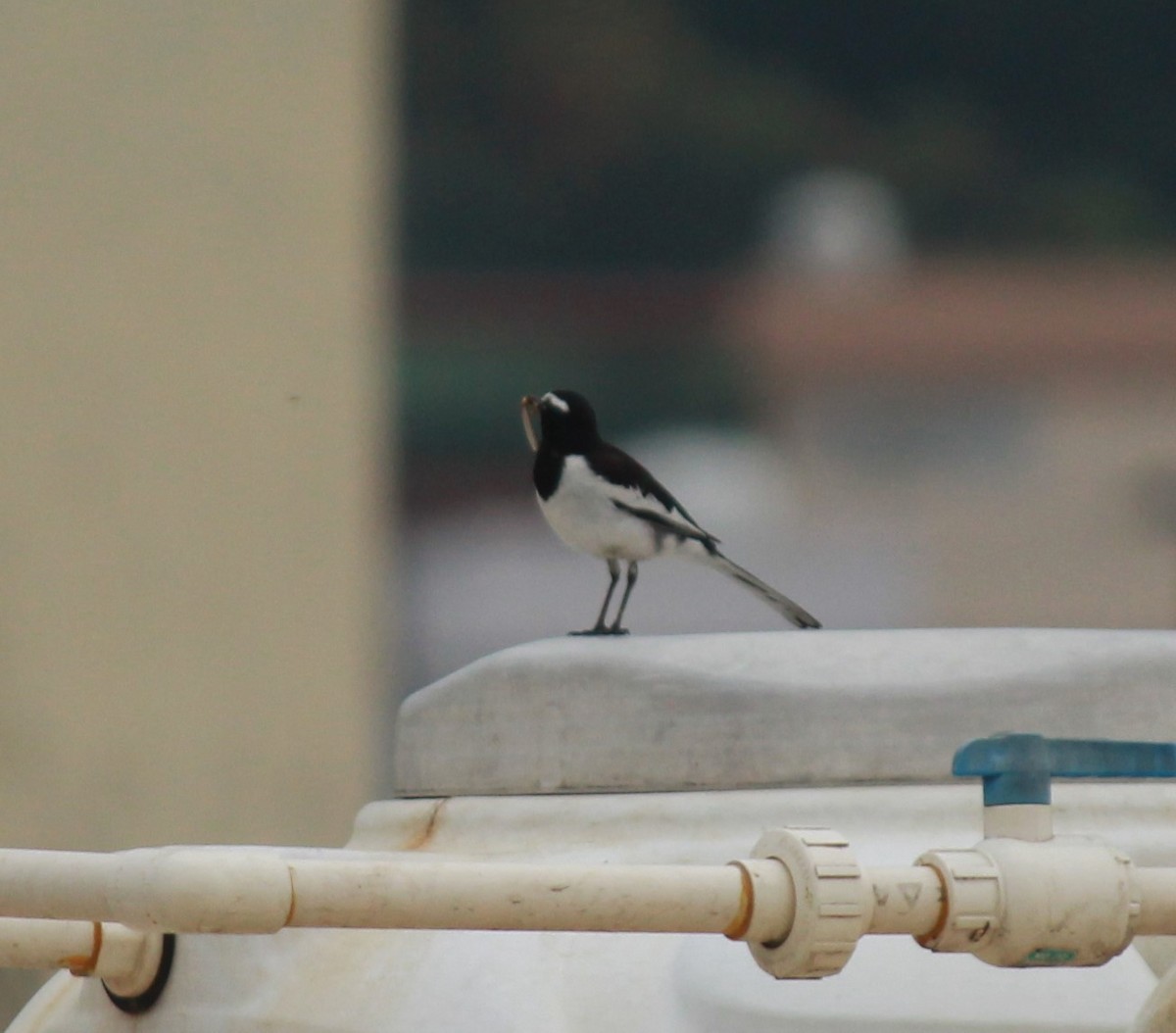 White-browed Wagtail - ML548245581