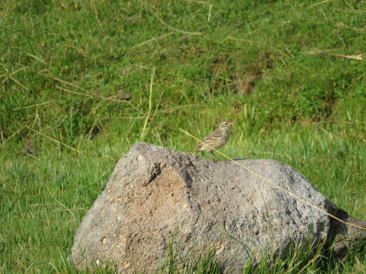 Water Pipit - ML548246481