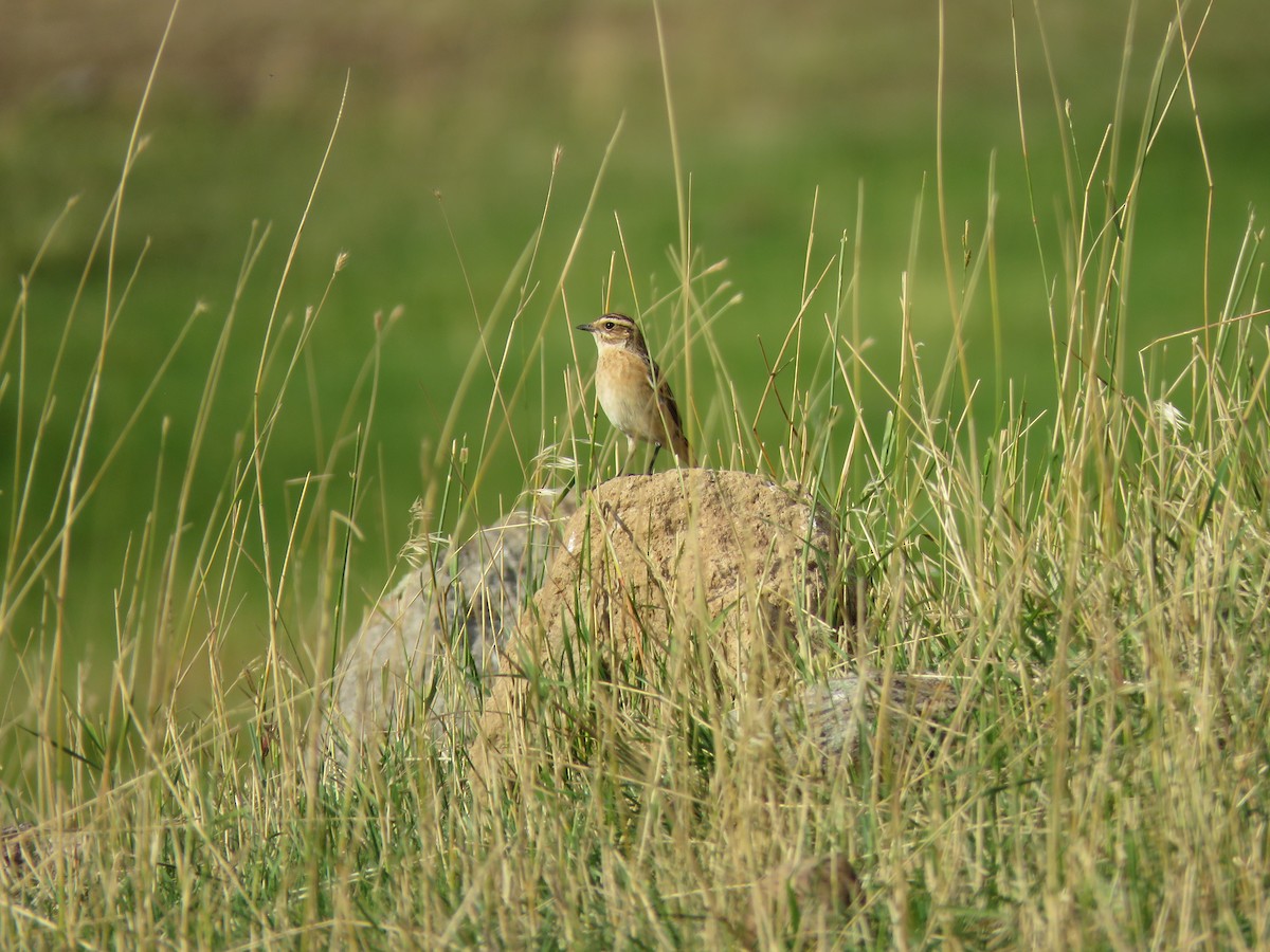 Whinchat - ML548246521