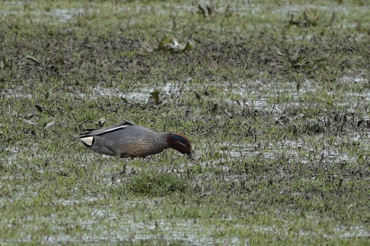 Green-winged Teal - ML548247461