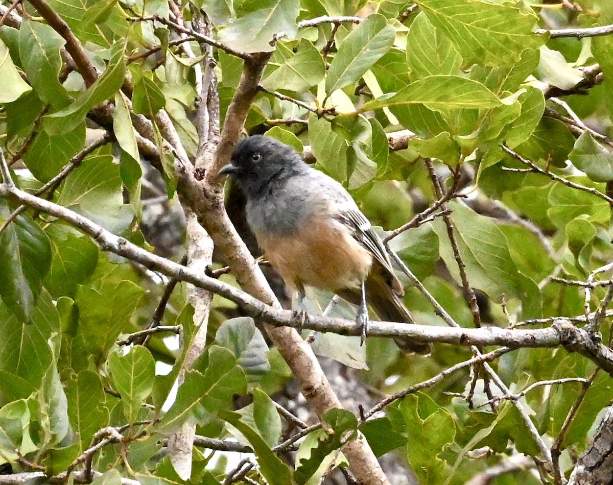 Rufous-bellied Tit (Rufous-bellied) - ML548247581