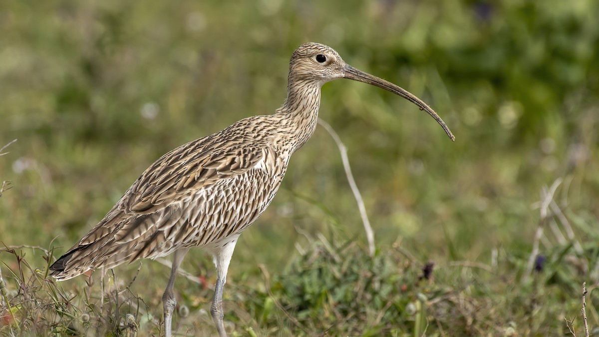 Eurasian Curlew - Ogün Aydin