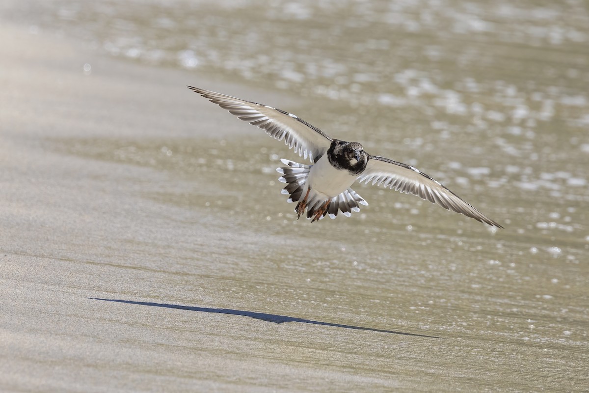 Ruddy Turnstone - Jill Duncan &  Ken Bissett