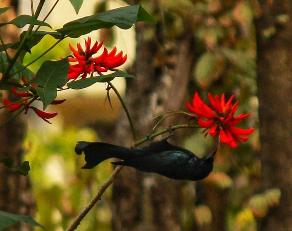 Hair-crested Drongo - ML548249551