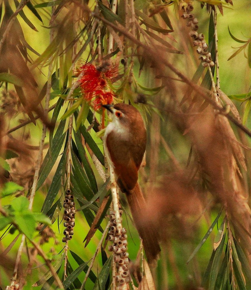 Yellow-eyed Babbler - Samyamee S