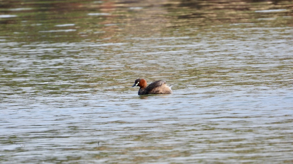 Little Grebe - Jieni Long