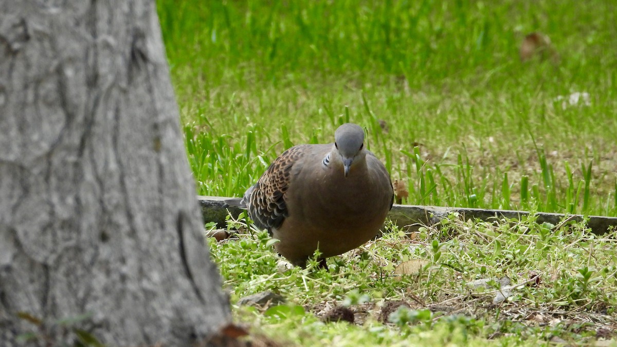 Oriental Turtle-Dove - Jieni Long