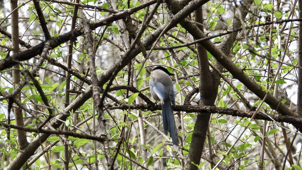 Azure-winged Magpie - ML548249931