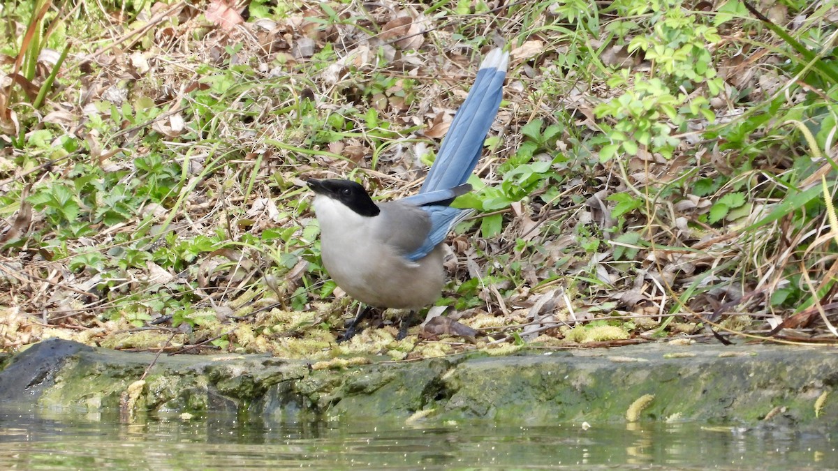 Azure-winged Magpie - Jieni Long