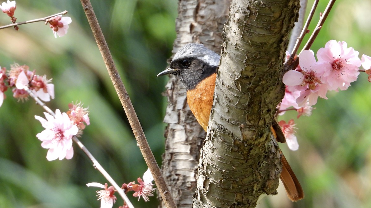 Daurian Redstart - Jieni Long