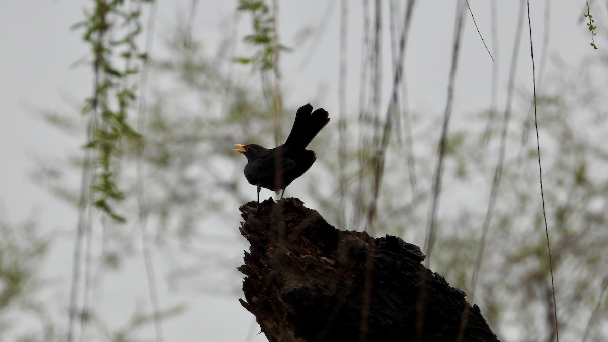 Chinese Blackbird - ML548250191