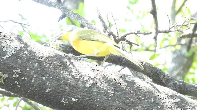 Gray-headed Bushshrike - ML548250601