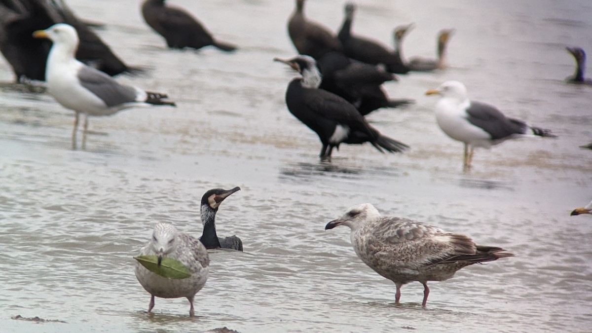 Slaty-backed Gull - ML548251111