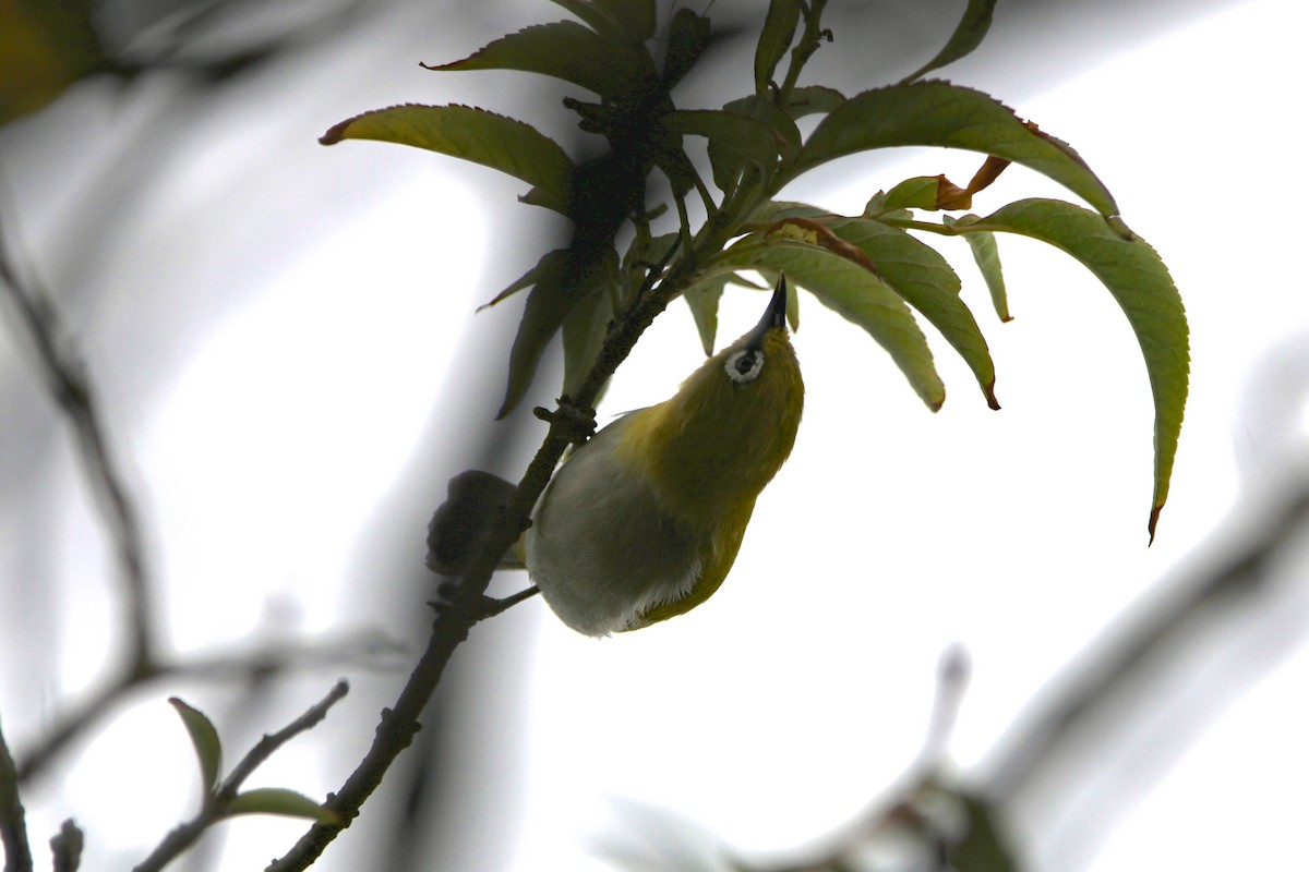 Indian White-eye - ML548251641