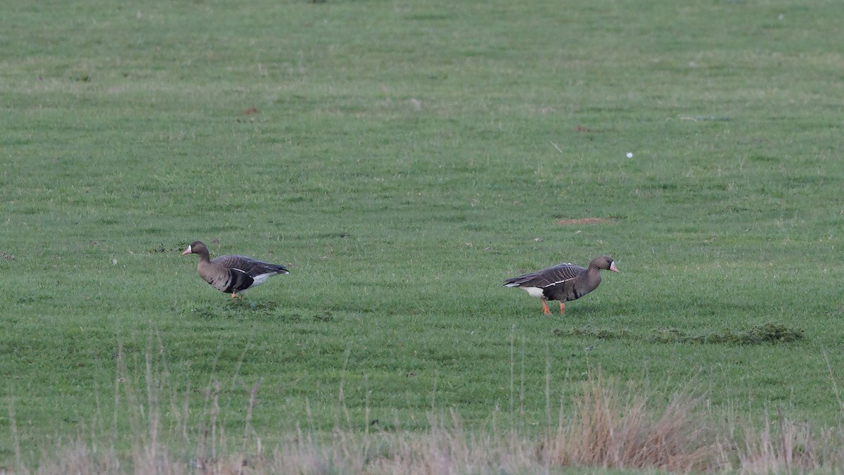 Greater White-fronted Goose (Eurasian) - Josh Jones