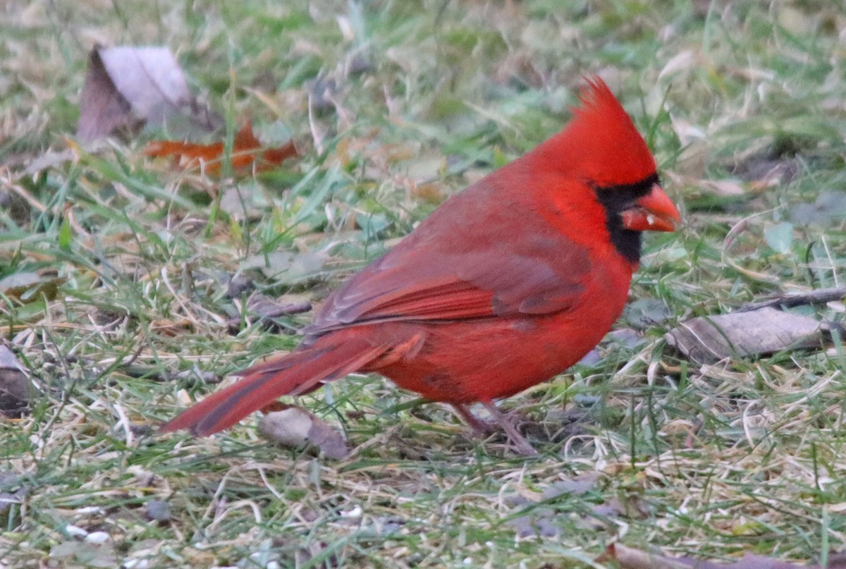 Красный кардинал - ML548253571