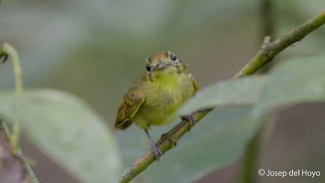 Golden-crowned Spadebill - ML548253901